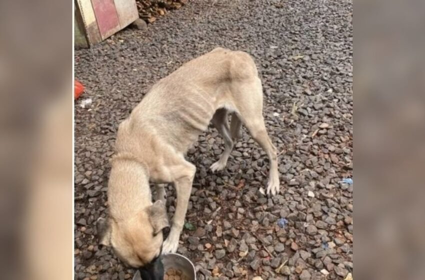  Idoso é preso por maus-tratos a cães