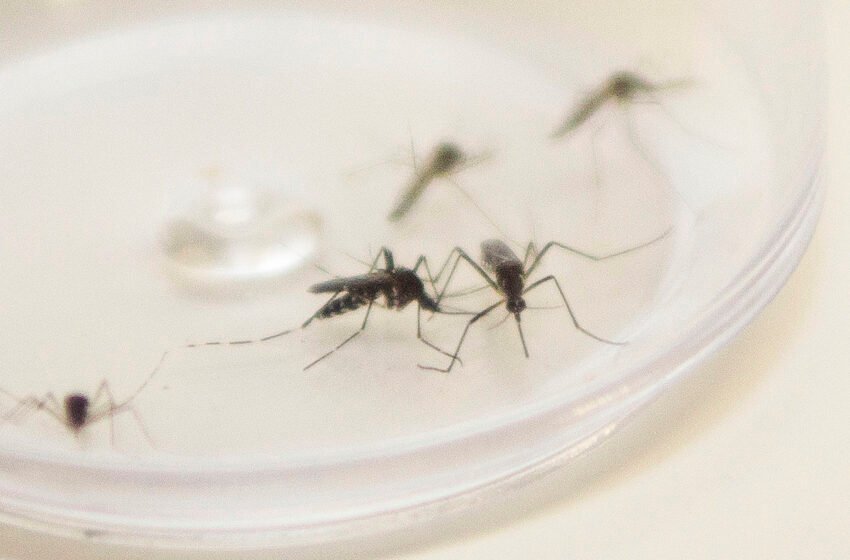  Paraná encerra período epidemiológico 23/24 da dengue com 595 mil casos e 610 mortes confirmadas pela doença