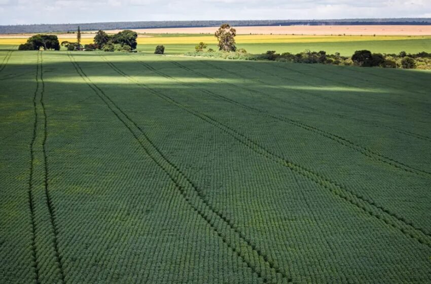  Em menos de 40 anos, a área cultivada com soja aumentou nove vezes