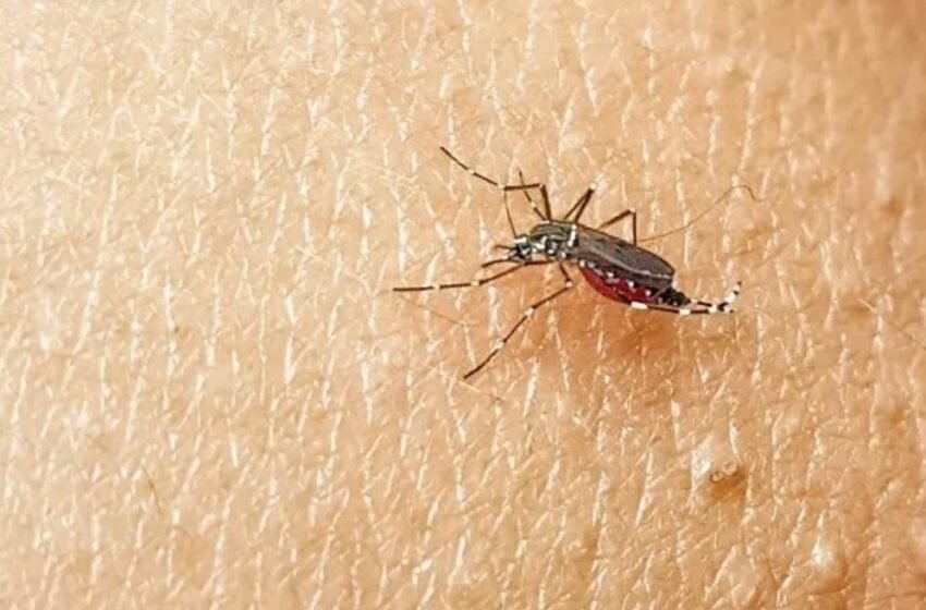  Em 2024, dengue matou 1 pessoa por dia em Santa Catarina; vacinação permanece baixa