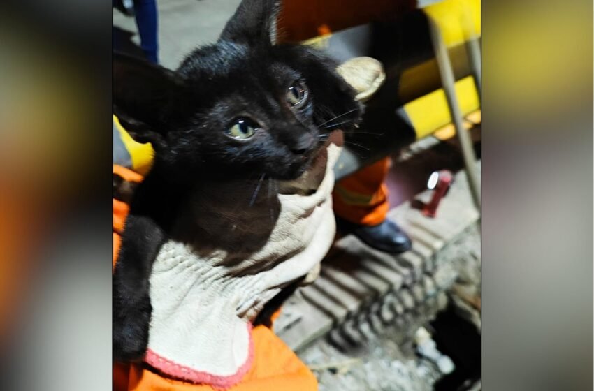  Gato preso em bueiro é resgatado pelo Corpo de Bombeiros