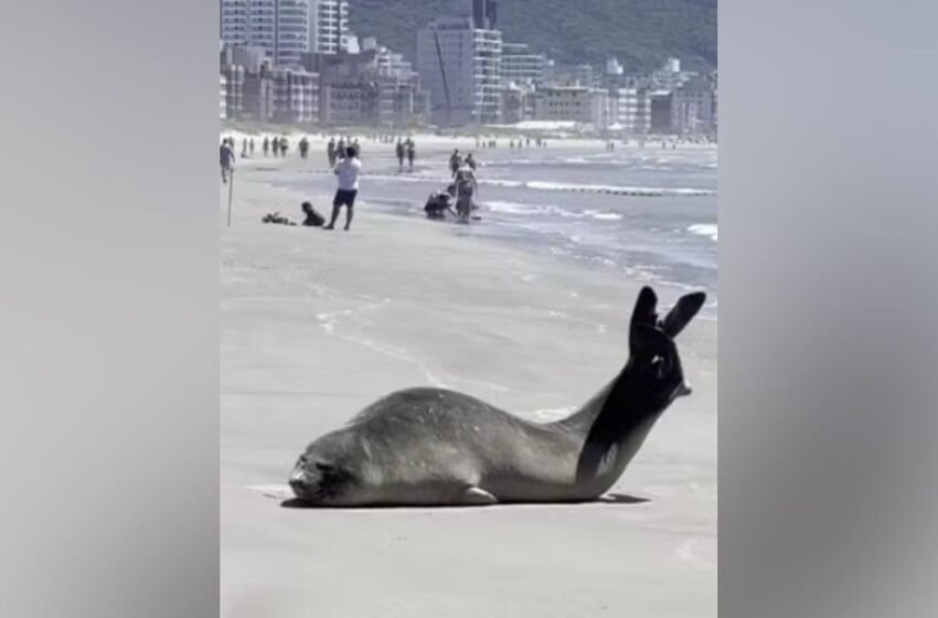  Elefante-marinho descansa em meio a banhistas em praia de SC